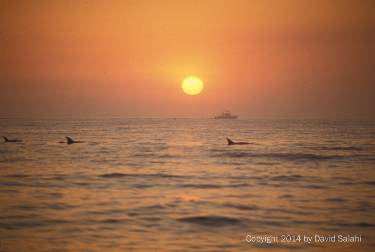 Boat and dolphins at sunset